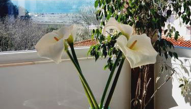 White House - Foto 2