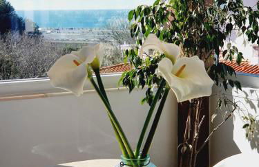 White House - Foto 2