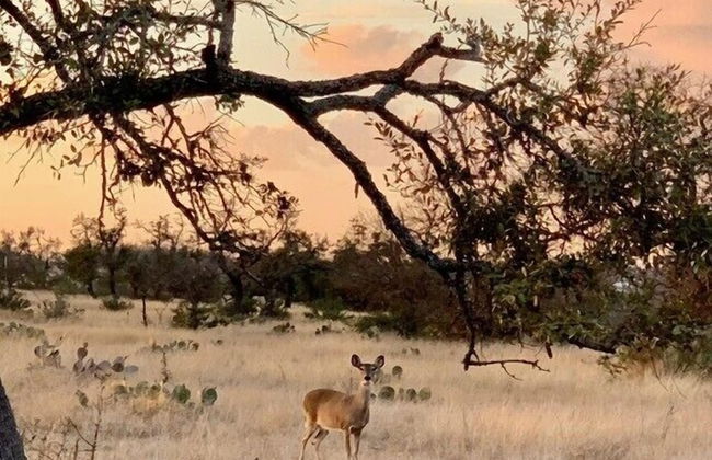 The Windmill-breathtaking Hill Country Views! - Foto 14