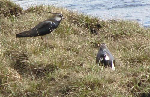 1 Bed in Alness oc-ca015 - Foto 15