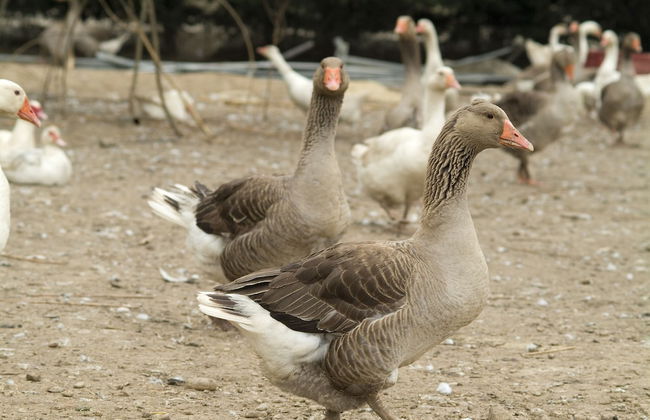 Agriturismo Cascina Madonnina - Photo 27