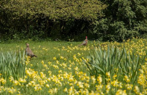 Pheasants Hill Old Byre - Foto 16