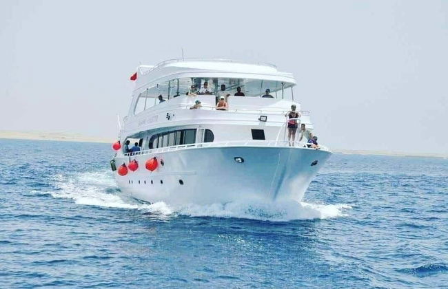 Nadar com golfinhos em Hurghada - Foto 2