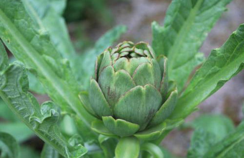 Dromore House Historic Country house - Foto 70