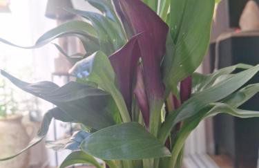 petit cocon - Foto 13