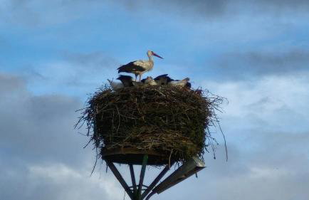 Agroturystyka Magnolia - Foto 45