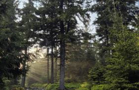 Sowi Przystanek - Foto 20