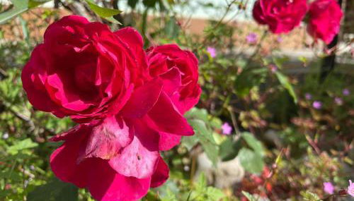 Dacarreda - Foto 3, Garden, Garden view