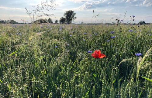 Ferienwohnung Spreewaeldchen - Foto 43