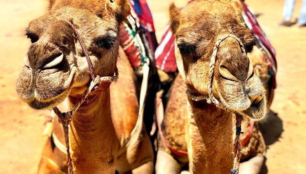 2 - Tour VIP Marruecos de un día : Tánger & Chefchaouen - Foto 5