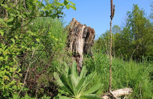 Avalon Ferienwohnungen Bellevue - Foto 18