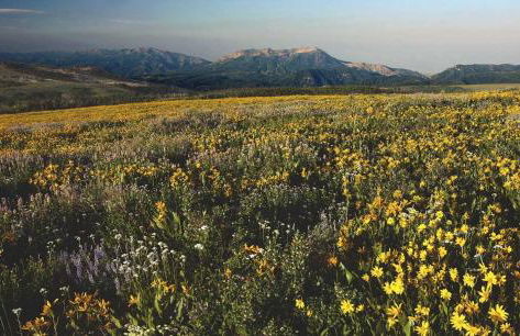 Cowboy Ski Condo Near Powder Mountain Eden Utah All Season Retreat Golf and Ski Resort - Foto 46