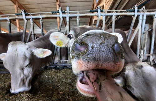 Bauer Haug - Foto 17