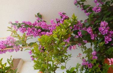 Apartments Dvorski - Photo 68