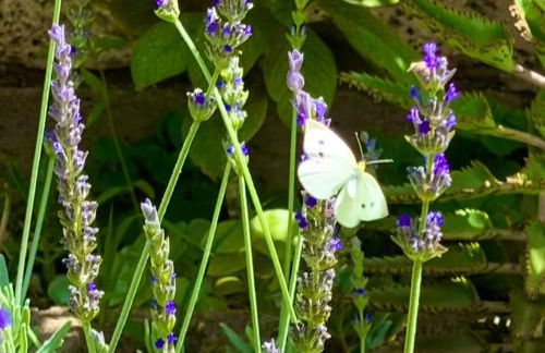 Amani Suite con Jacuzzi Climatizado y Piscina - Foto 51