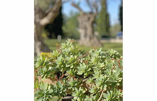 Finca Caseta Des Pradi Biel - Foto 21