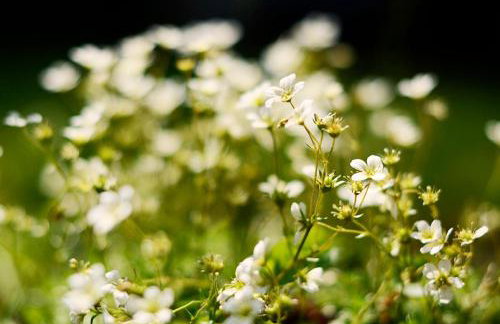 Lovely cottage with private garden - Foto 28