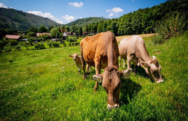 Apartment in Harz With Terrace and Fireplace - Photo 28
