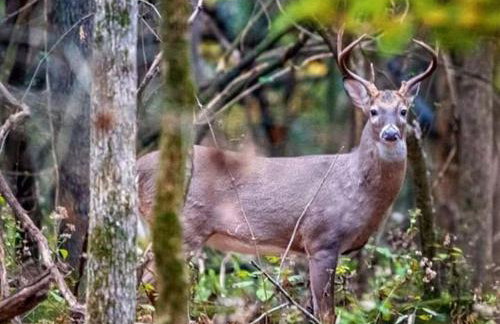 Gorgeous Tiny House with Indoor and Outdoor Lounging Space in Alabama - Foto 20