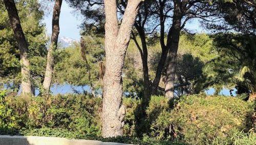 Villa de Charme au coeur du Cap-Ferrat - Photo 4, Garden view