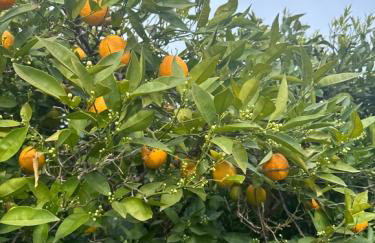 Bella Elena 1 - Foto 23