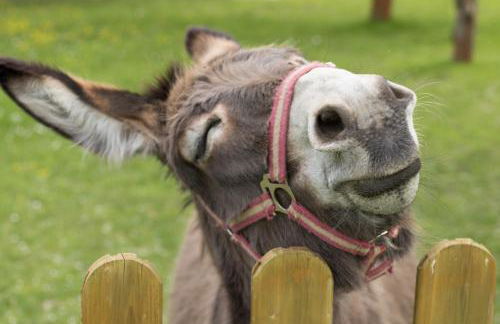 Ferienwohnung Schwalbennest - Foto 17