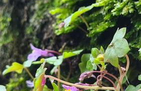 Charming and comfortable house - Foto 11