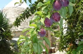 Il Trullo del Cadetto - Foto 41