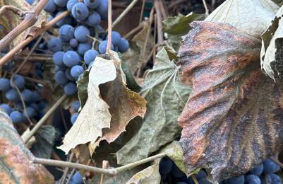 Rare 3BR House - Boise's Historic Geothermal Corridor - Foto 39