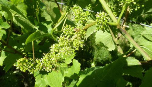 Gitzelbrunnen - Foto 3