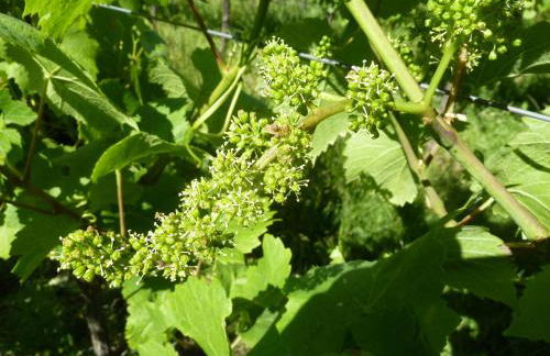 Gitzelbrunnen - Foto 3