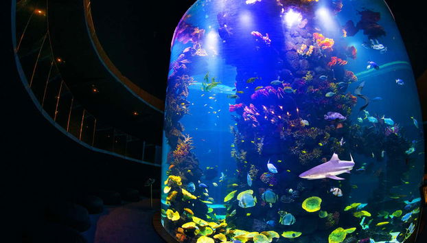 Huge biodiversity in the Aquarium
