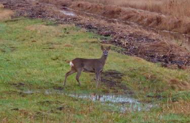 Ferienwohnung-Wildblume - Foto 18