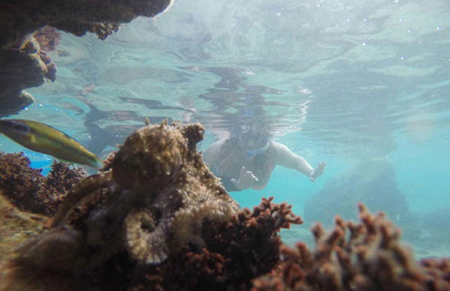 Porto dos Frades Snorkelling - Foto 4