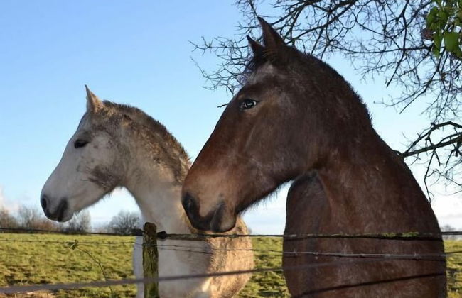 Le Moulin de Labique - Foto 45