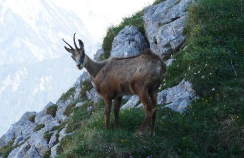 Ferienwohnung Bergglück - Foto 19