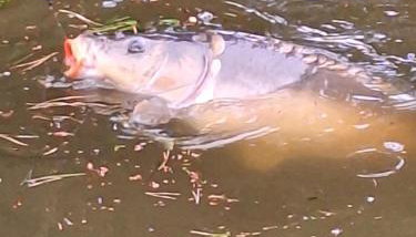 Biały domek nad stawem - Foto 5