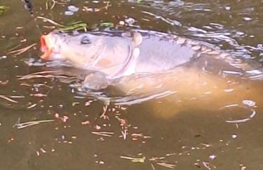 Biały domek nad stawem - Foto 5