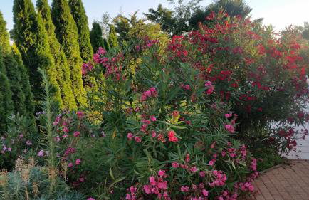 Villa Parenzo - Foto 12