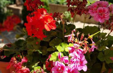 Il Leccio - Casa Toscana San Gimignano - Foto 14