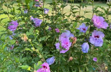 La Casa Dei Fiori - Foto 21