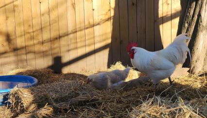 1921 Chattanooga Valley The Little Blue Farmhouse - Foto 5