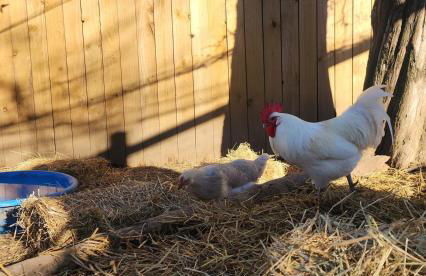 1921 Chattanooga Valley The Little Blue Farmhouse - Foto 5