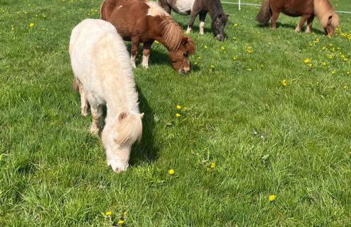 Wohlfühl-Ferienhaus Eifel-Landurlaub mit Herz - Foto 31