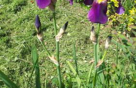 Gîte LES CHANTS DU CREPUSCULE - Foto 58