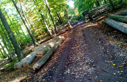 Ferienwohnung Das Fuchsrevier - Foto 31