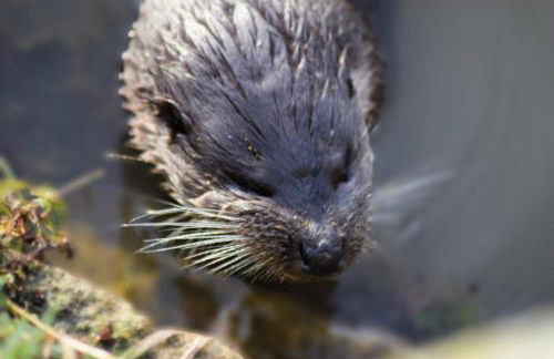 Fletland Mill and Holiday Hamlet - 18th century watermill, in stunning location near Stamford - Photo 42