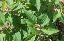 Casa do ti' Marrão - Photo 40