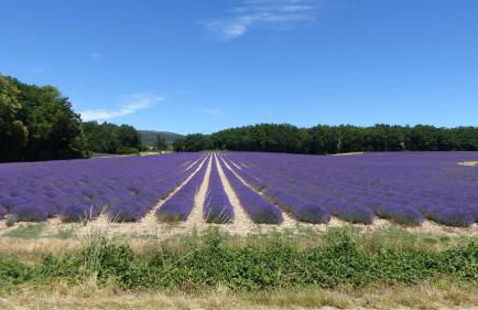 Luberon - Mas du Grand Saint Julien - Foto 20