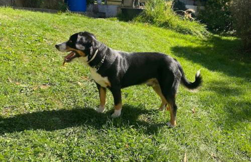 Ferienwohnung am Balkon des Erzgebirges - Bernsbach - Foto 37